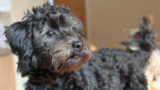 Miniature sales yorkie poodle